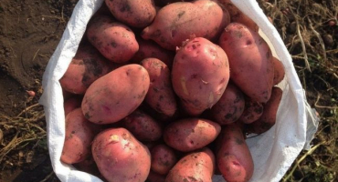 Brambory rosara: základní vlastnosti a péče